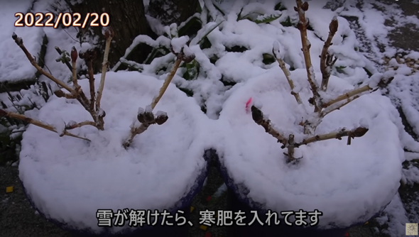 この年から外で越冬