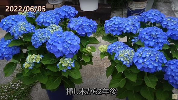 さらに大きくなったあじさい