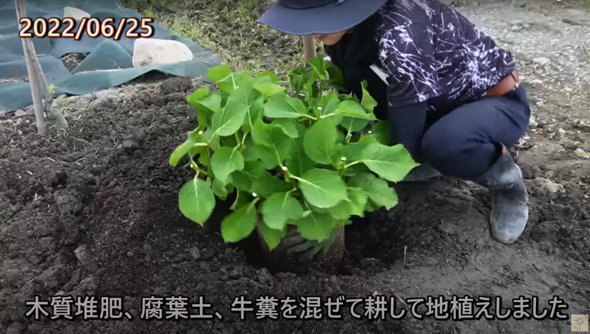 次は耕した土に地植え