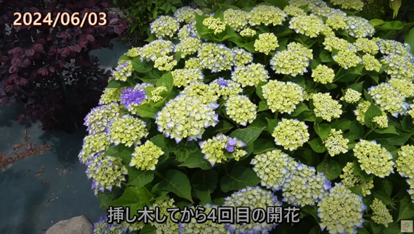 4年目も無事に育ってくれたあじさい