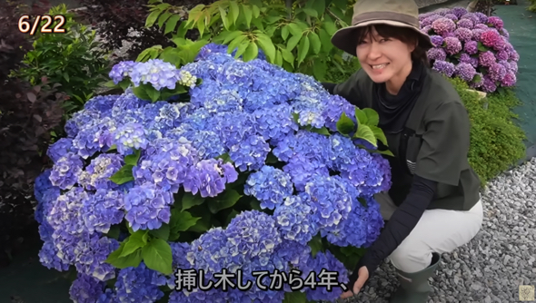 人の体をすっぽり覆い隠すほどの大きさに大成長