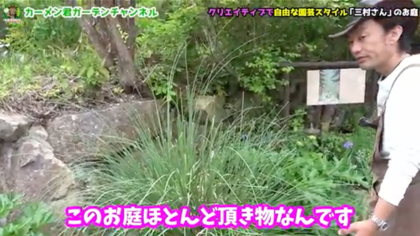 苗を買わずに作った美しい庭