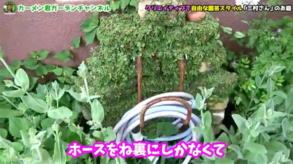 苗を買わずに作った美しい庭