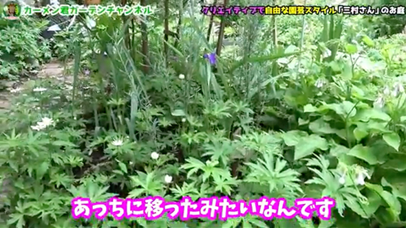 苗を買わずに作った美しい庭