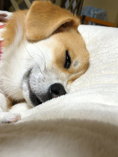 半目で寝るワンコ