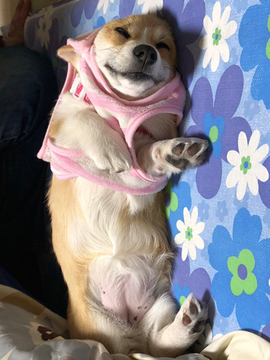 半目で寝るワンコ