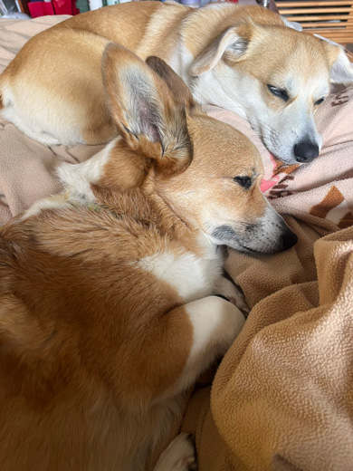 仲良く寝る2匹のワンコ