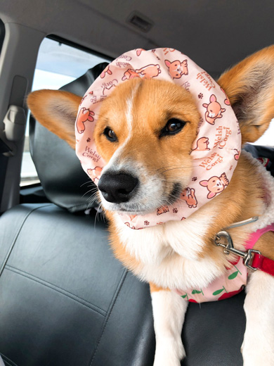 シュシュをつけたワンコ