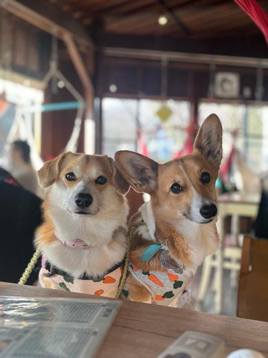 シュシュをつけたワンコ