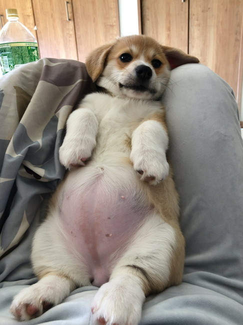 お腹がぽんぽこりんな子犬