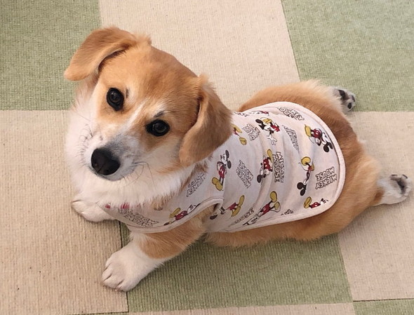 お腹がぽんぽこりんな子犬