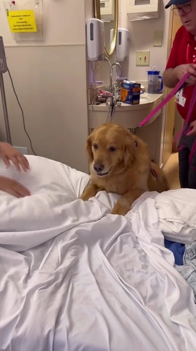 セラピードッグ