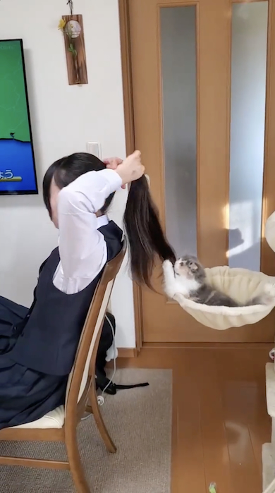 髪で遊ぶ猫