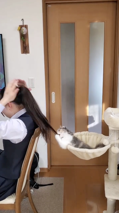 髪で遊ぶ猫
