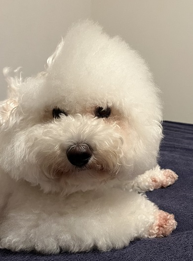 毛の部分がへこんだことで頭が欠けたように見えるビション・フリーゼ