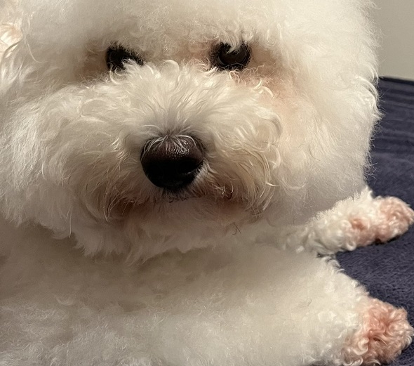 毛の部分がへこんだことで頭が欠けたように見えるビション・フリーゼ