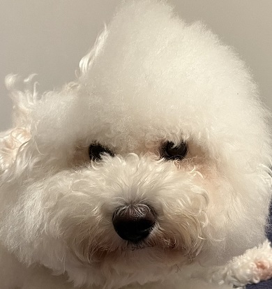 毛の部分がへこんだことで頭が欠けたように見えるビション・フリーゼ