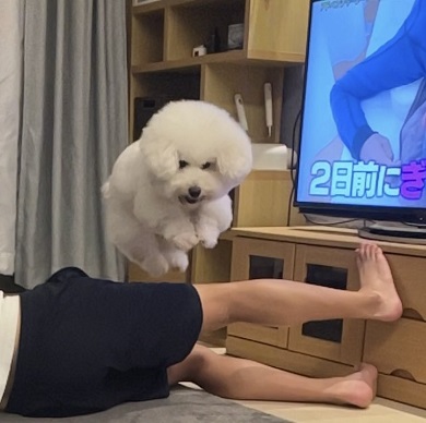 横になっている家族の足を飛び越えるビション・フリーゼ