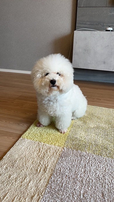 寝起きのため顔がショボショボになっているビション・フリーゼ