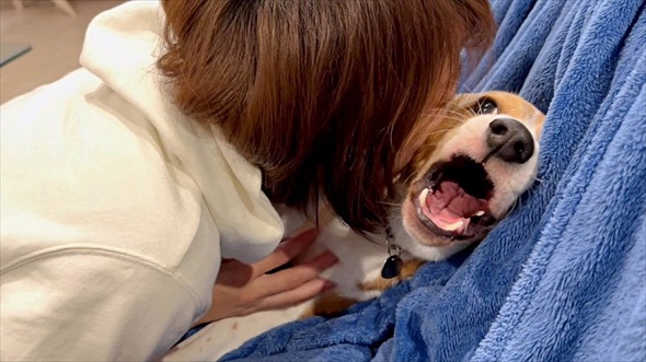 ママとパパへの態度が違いすぎる犬