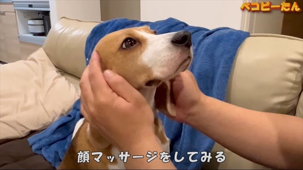 ママとパパへの態度が違いすぎる犬