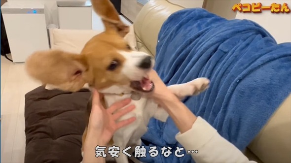 ママとパパへの態度が違いすぎる犬