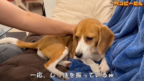 ママとパパへの態度が違いすぎる犬