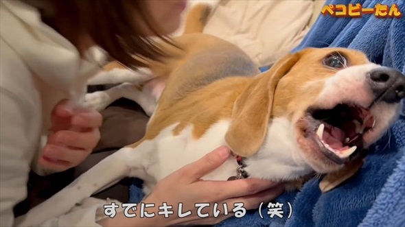 ママとパパへの態度が違いすぎる犬