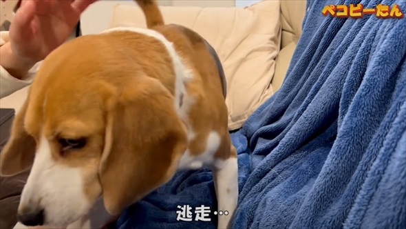 ママとパパへの態度が違いすぎる犬