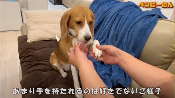 ママとパパへの態度が違いすぎる犬