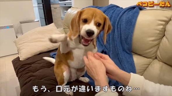 ママとパパへの態度が違いすぎる犬