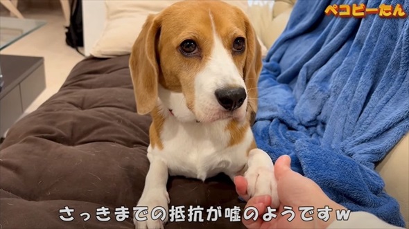 ママとパパへの態度が違いすぎる犬