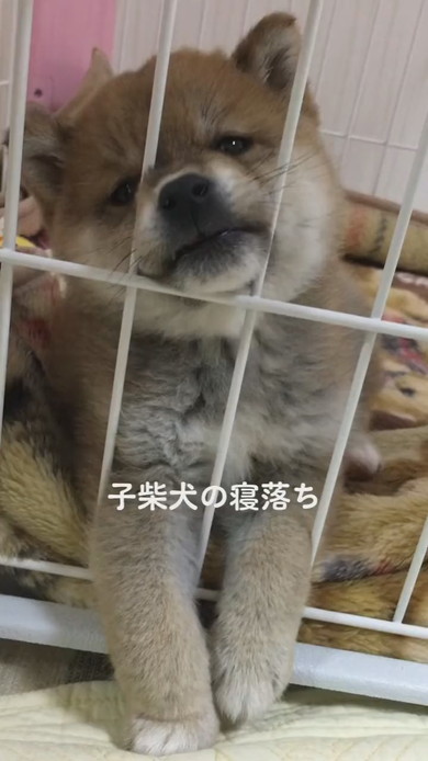 子柴犬の寝落ちシーン