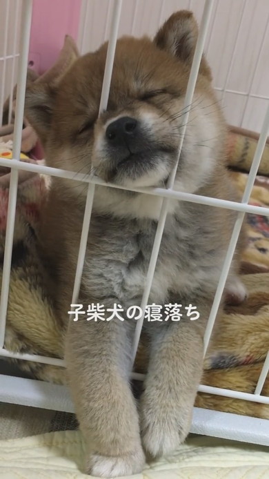 子柴犬の寝落ちシーン