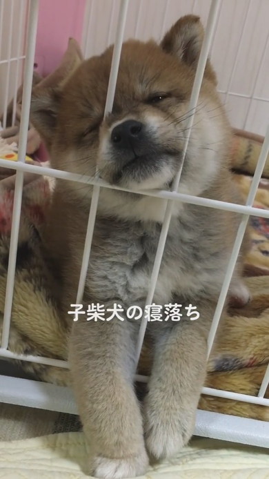 子柴犬の寝落ちシーン