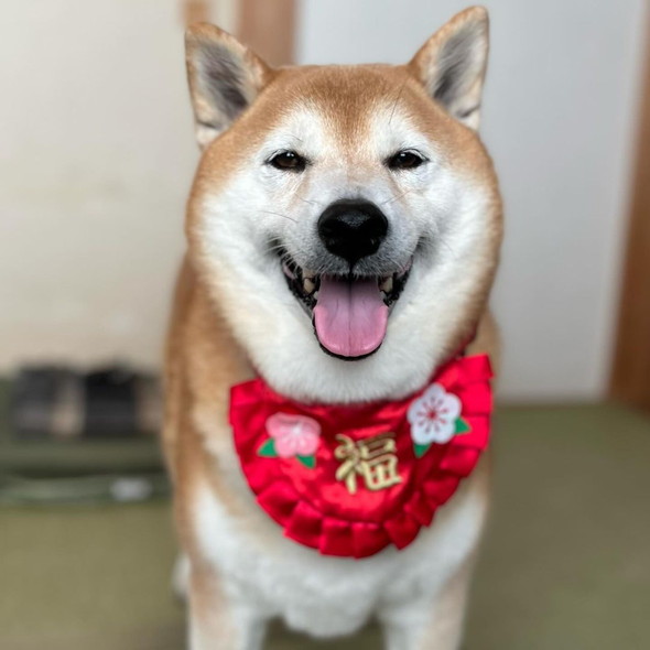 笑顔の柴ワンコ