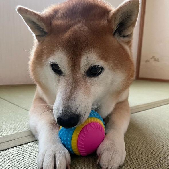 おもちゃで遊ぶ柴ワンコ