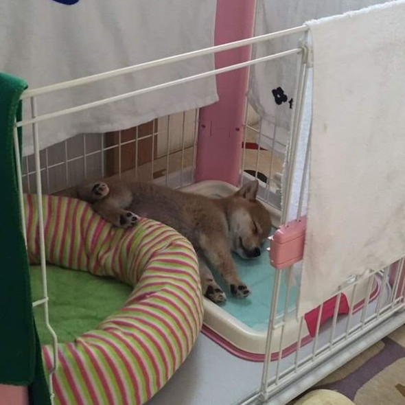 小さいころの柴ワンコ