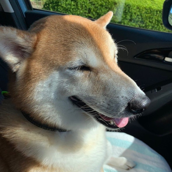 ほほ笑む柴ワンコ