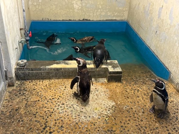 「いしかわ動物園」から帰ってきたペンギンたちが水槽で泳いでる