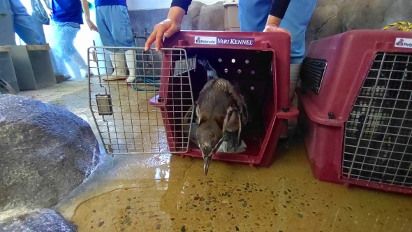 ケージから出てくるフンボルトペンギン