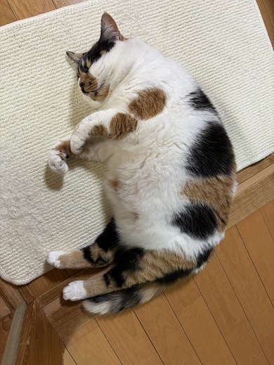 獣医師に筋肉質と言われたニャンコの丸っこさ全開なポーズ