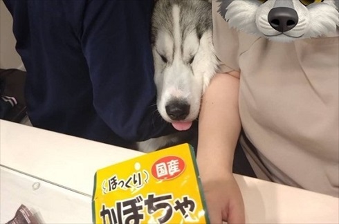 オヤツへの執念でとんでもない表情になったワンコ