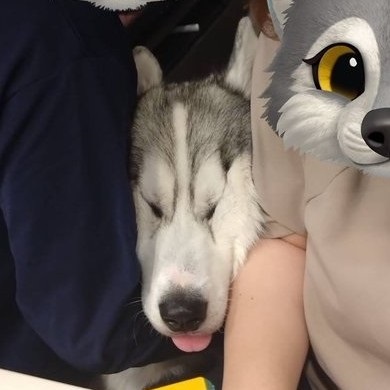 オヤツへの執念でとんでもない表情になったワンコ