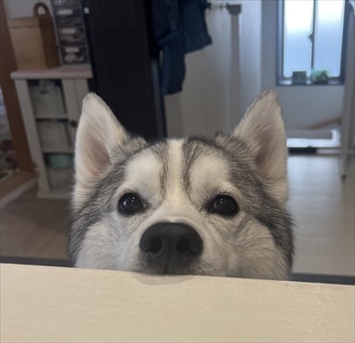 オヤツへの執念でとんでもない表情になったワンコ