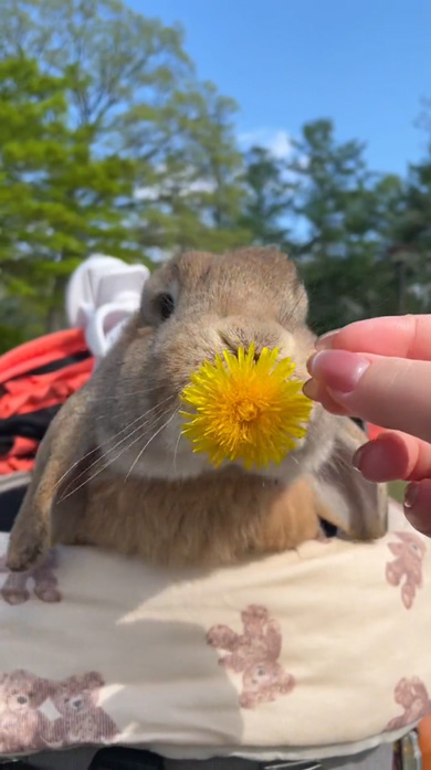 うさぎ あん氏 日常 お出かけ 飼い主 クッキー たんぽぽ ストック 収穫