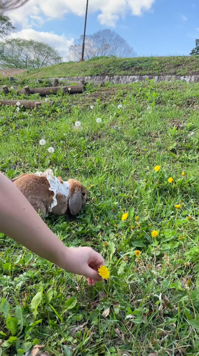 うさぎ あん氏 日常 お出かけ 飼い主 クッキー たんぽぽ ストック 収穫