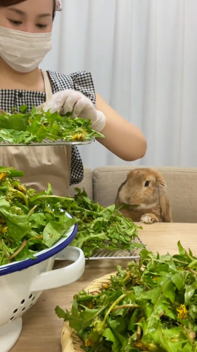うさぎ あん氏 日常 お出かけ 飼い主 クッキー たんぽぽ ストック 収穫