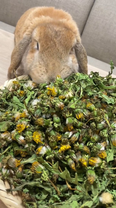うさぎ あん氏 日常 お出かけ 飼い主 クッキー たんぽぽ ストック 収穫