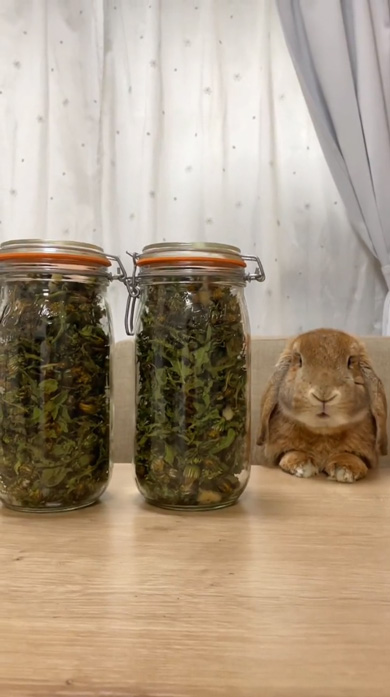 うさぎ あん氏 日常 お出かけ 飼い主 クッキー たんぽぽ ストック 収穫